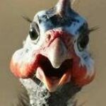 Profile picture of GNanny