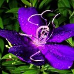 Group logo of PLANTS AND GARDENING